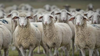 Фотография к новости: Атырау облысында малдың жұқпалы ауруларына қарсы күрес күшейді