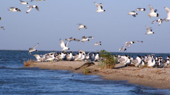 Фотография к новости: Жайықтың төменгі сағасы туристер аймағына айналады