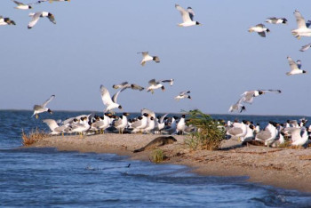 Фотография к новости: Жайықтың төменгі сағасы туристер аймағына айналады