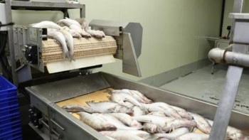 Фотография к новости: Аралда балық өңдейтін 7 зауыт жұмыс істейді