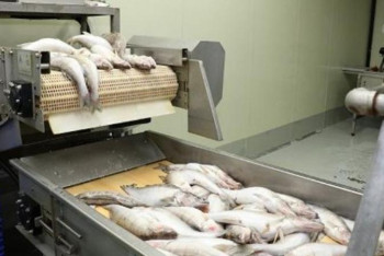 Фотография к новости: Аралда балық өңдейтін 7 зауыт жұмыс істейді