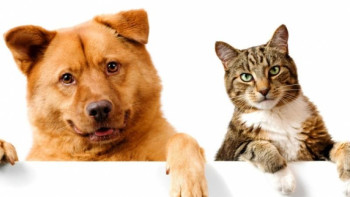 Фотография к новости: Елордада иесіз ит-мысықтардың жәрмеңкесі өтеді