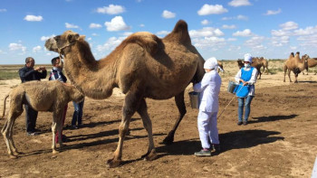 Фотография к новости: Маңғыстауда ауыл тұрғындарын кәсіпкерге айналдыратын бағдарлама іске қосылды