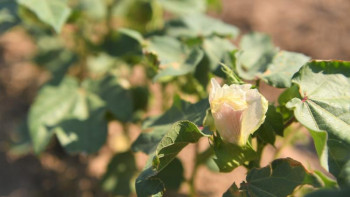 Фотография к новости: Бәйдібек ауданында егіс алқабы 93 мың гектардан асты – Түркістан облысы 