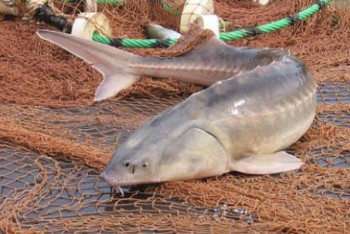 Фотография к новости: Жайықта бекірені заңсыз аулағандар сотталды