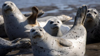 Фотография к новости: Каспий теңізінде бір топ итбалық видеоға түсіп қалды 