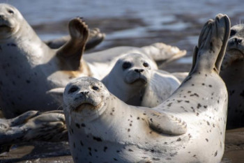 Фотография к новости: Каспий теңізінде бір топ итбалық видеоға түсіп қалды 