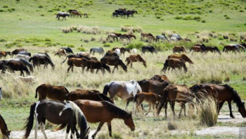 Фотография к новости: Мал шаруашылығының жалпы өнімі 10,5% ұлғайды