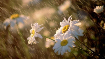 Фотография к новости: Бүгін еліміздің басым бөлігінде жаңбыр жауады 