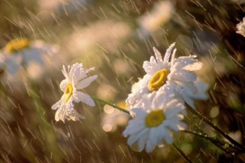 Фотография к новости: Бүгін еліміздің басым бөлігінде жаңбыр жауады 