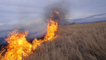 Фотография к новости: Тоғыз өңірде дала өртінің тұтану қаупі бар