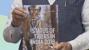 Фотография к новости: Үндістанды мекендейтін жолбарыстар саны 3 мыңға жетті