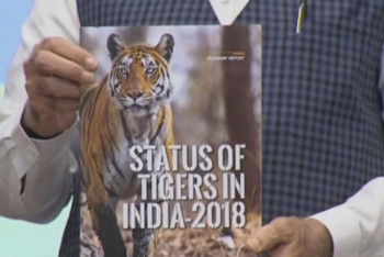 Фотография к новости: Үндістанды мекендейтін жолбарыстар саны 3 мыңға жетті