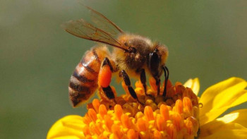 Фотография к новости: Ресейде аралар жаппай қырылуда