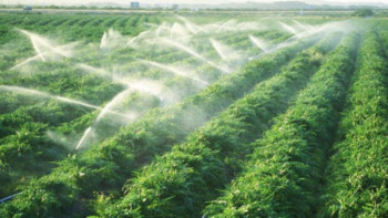 Фотография к новости: Павлодарда суармалы жерлер ұлғаяды  ﻿