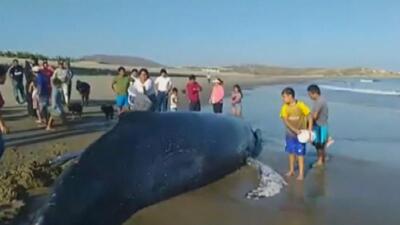 Перуде жағаға шығып қалған бүкір кит құтқарылды