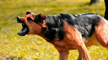 Фотография к новости: Ақтөбе облысында ит-мысықты атуға 54 миллион теңге жұмсалады