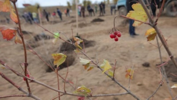 Фотография к новости: Ақтөбеде 1 миллион түп көшет қурап қалды