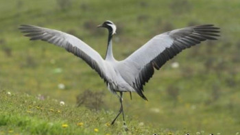 Фотография к новости: Өскемен қаласында жаралы тырна табылды