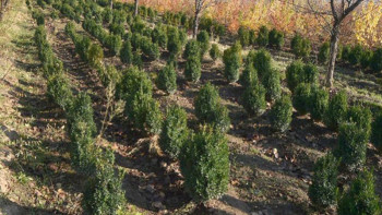 Фотография к новости: Ақтөбедегі 1 миллион түп көшеттің қурап қалу себебі анықталды