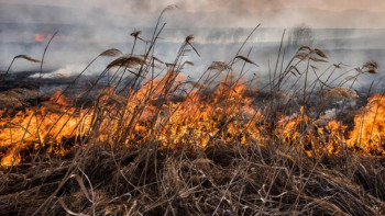 Фотография к новости: Қарағанды облысында дала өрті 45 гектар жерді шарпыды