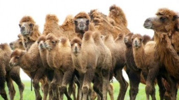 Фотография к новости: Зерттеулер аса қауіпті ауруларға теріс нәтиже берді – АШМ