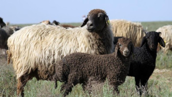 Фотография к новости: Ақтөбеде алты орында құрбандық шалынады