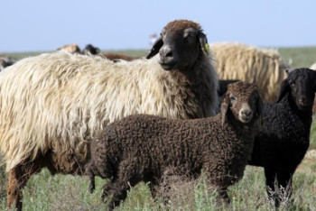 Фотография к новости: Ақтөбеде алты орында құрбандық шалынады