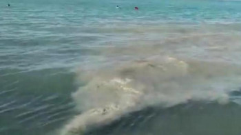 Фотография к новости: Құбырдан Алакөлге төгілген лас судан не анықталды?