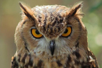 Фотография к новости: Өскемен тұрғыны қанаты сынған үкі тауып алды