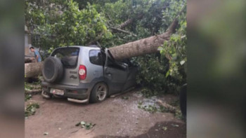 Фотография к новости: Оралда қатты дауылдан ағаштар құлап, адамдар зардап шекті
