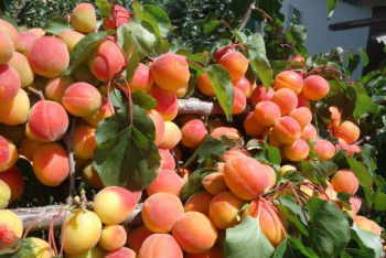 Фотография к новости: Мамандар ең пайдалы жемісті атады 