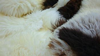 Фотография к новости: Ірі қара мал терісін сыртқа шығаруда жаңа ережелер қолданылады