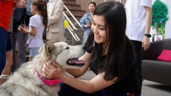 Фотография к новости: Елордада иесіз қалған 40-тан астам ит пен мысық жәрмеңкеге қойылады