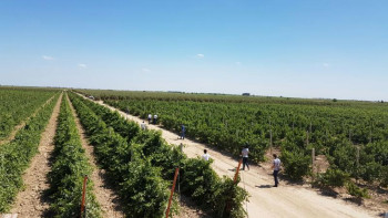 Фотография к новости: Еліміздің диқандары өнімдерін шетелге экспорттауда 