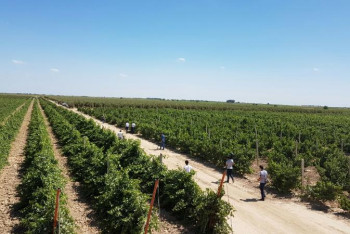 Фотография к новости: Еліміздің диқандары өнімдерін шетелге экспорттауда 