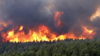 Фотография к новости: Түркияда орманды алқаптан өрт шықты