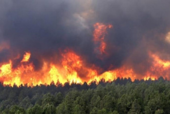 Фотография к новости: Түркияда орманды алқаптан өрт шықты