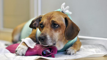 Фотография к новости: Сырдариялық кәсіпкер алдағы уақытта ветеринарлық емхана ашуды көздейді