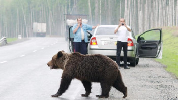 Фотография к новости: Ресейде мектеп ауласына қонжық кіріп кетті