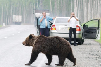 Фотография к новости: Ресейде мектеп ауласына қонжық кіріп кетті