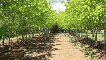 Фотография к новости: Елорданың жасыл белдеуі 30 мың гектарға дейін ұлғаяды