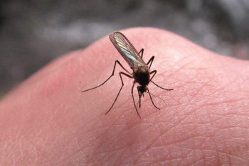 Фотография к новости: Масалардың «сүйікті» қан тобы қандай?