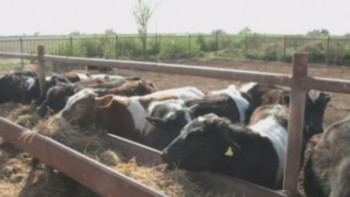 Фотография к новости: Ақтөбе облысының ет өнімдеріне шетелден сұраныс жоғары