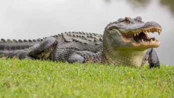 Фотография к новости: Аллигатор салмағы 45 кг питбульді иесінің көзінше жеп қойды
