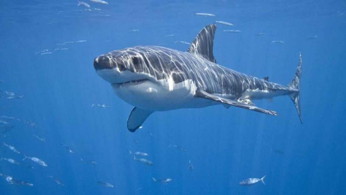 Гренландиядан 500 жастағы акула табылды