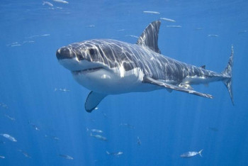 Фотография к новости: Гренландиядан 500 жастағы акула табылды