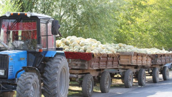 Фотография к новости: Күніне ﻿300-ге жуық қауын-қарбыз тиелген жүк көліктері шетелдерге жол тартады