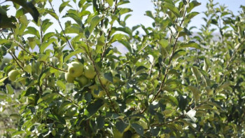 Фотография к новости: Түркістан облысында 12 ауыл шаруашылығы жобасы іске қосылды