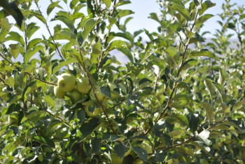 Фотография к новости: Түркістан облысында 12 ауыл шаруашылығы жобасы іске қосылды